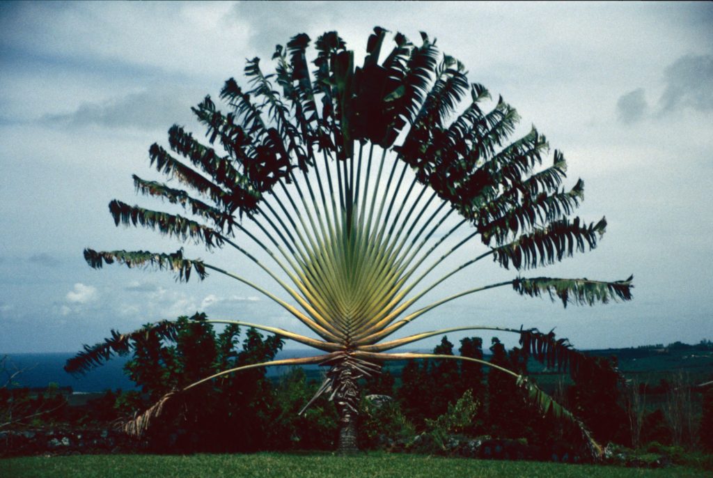 Martinique