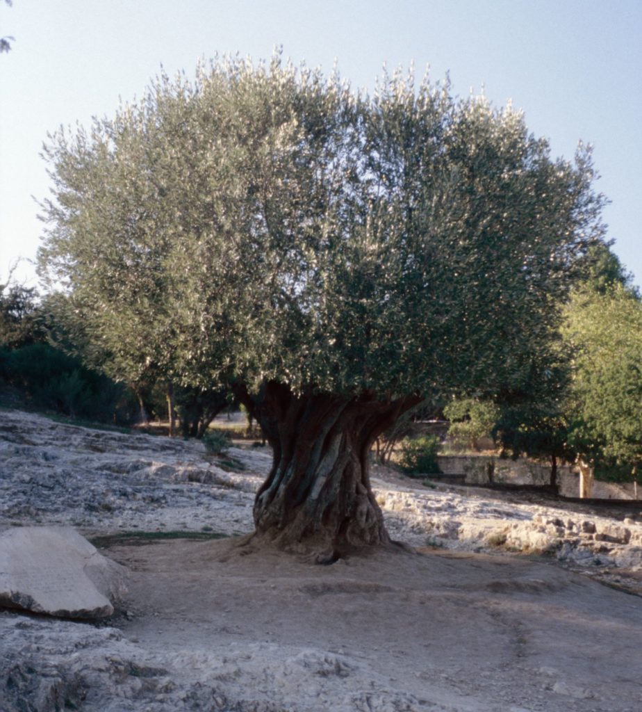Balade autour du Mont Ventoux
