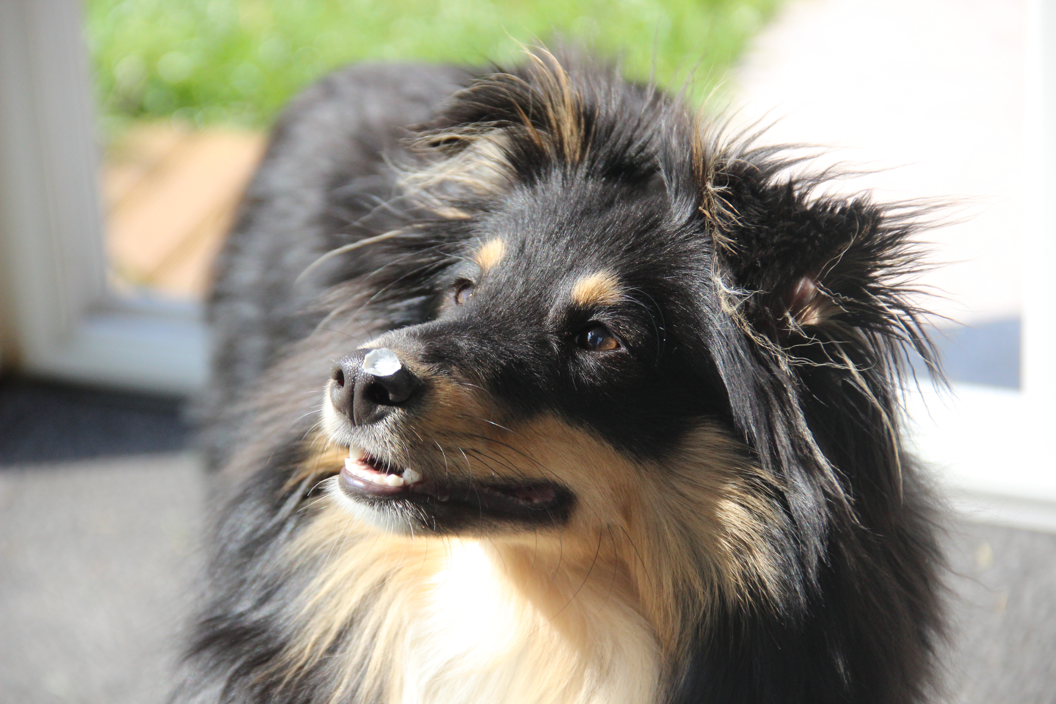 Paddington Berger des Shetland