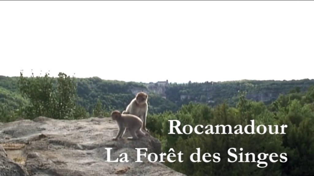 La Forêt des Singes