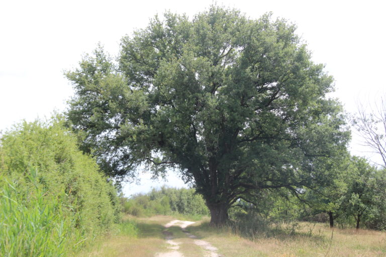 Brenne
